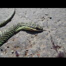 Eine überfahrene Schmuckbaumnatter (Chrysopelea)